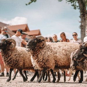MS-troupeau-moutons